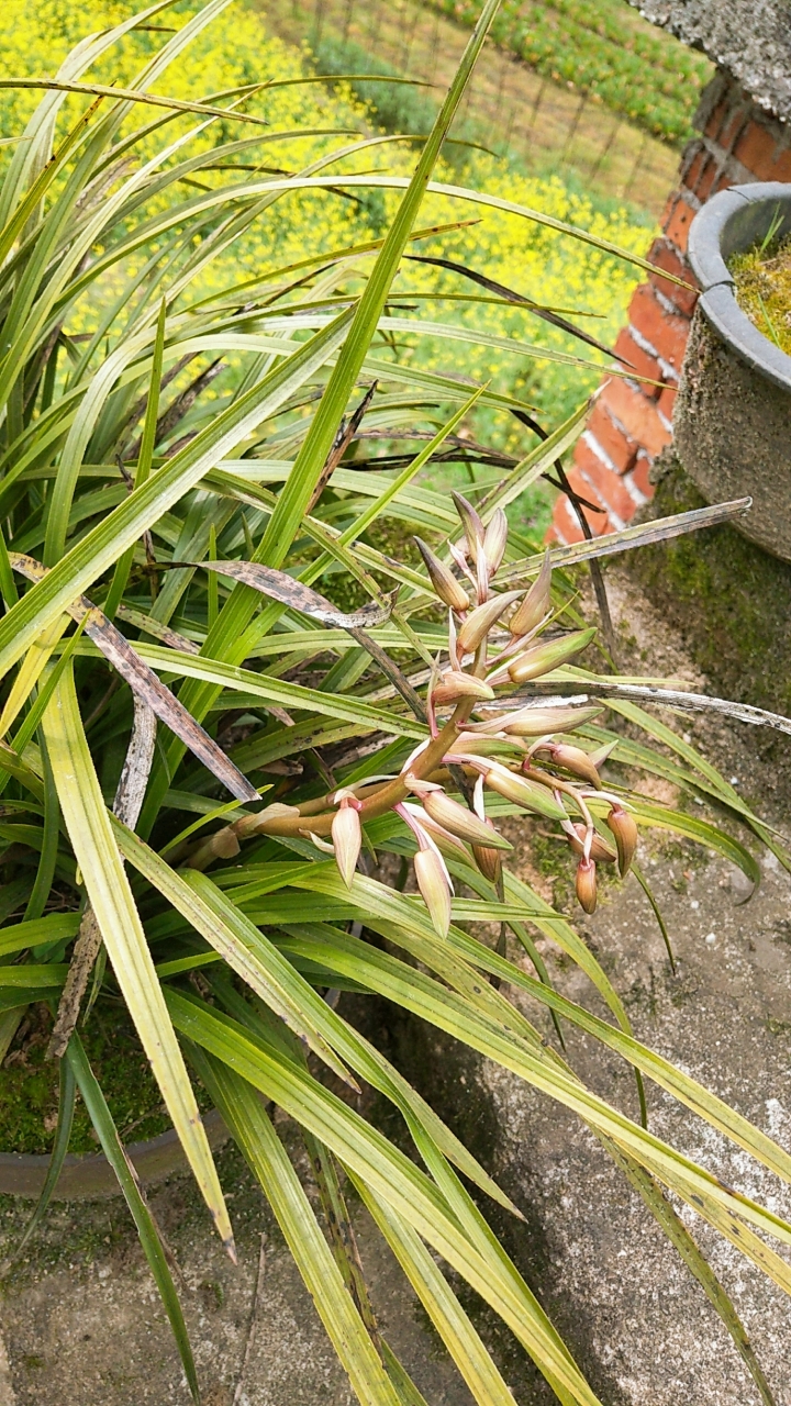 来自我家有个一百万的坛友圈